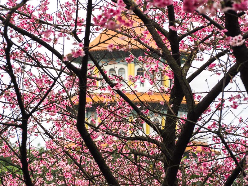 A large round temple visible behind some cherry blossoms