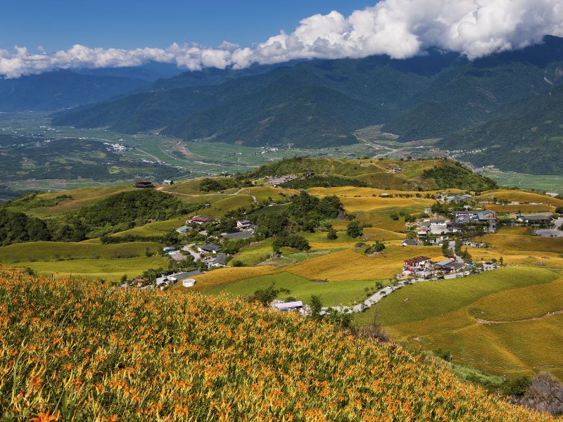 A hill covered in orange tiger lilies with farms and mountains in background