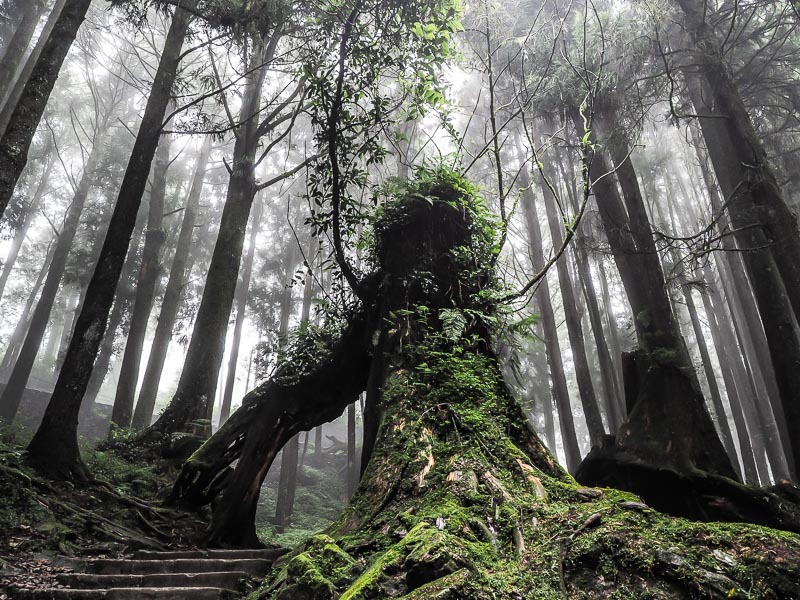 A huge tree stump in a misty forest