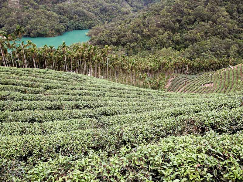 Looking down at the terraces of a tea farm with some palm trees and turquoise water below