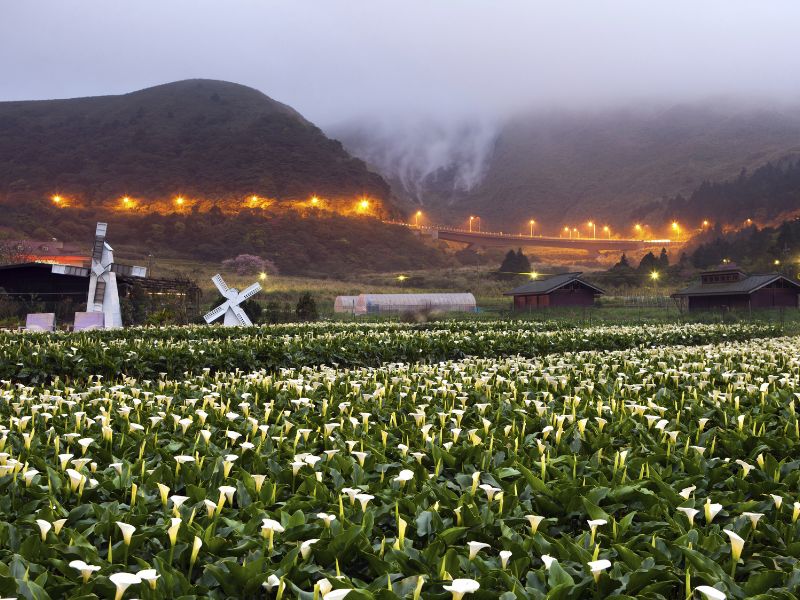 A sea of white calla lilies with misty mountains behind