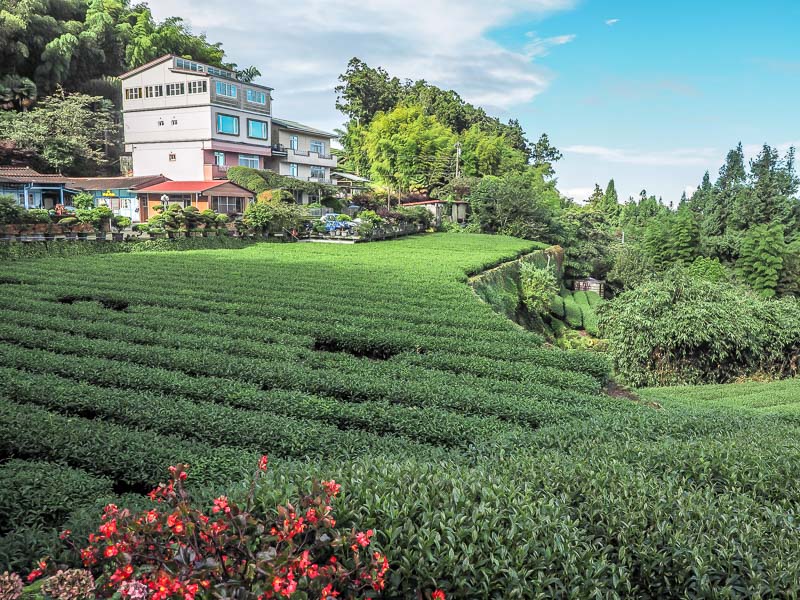 A guesthouse overlooking tea fields in Shizhao