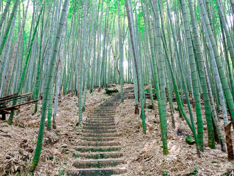 A stone staircase going through a bamboo forest