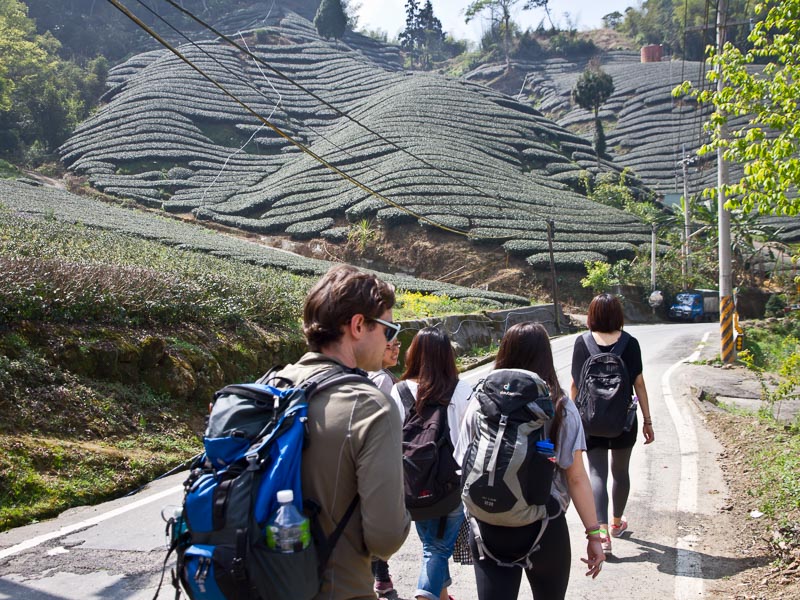 A group of friends walking down a road, with hills covered in tea farms around them