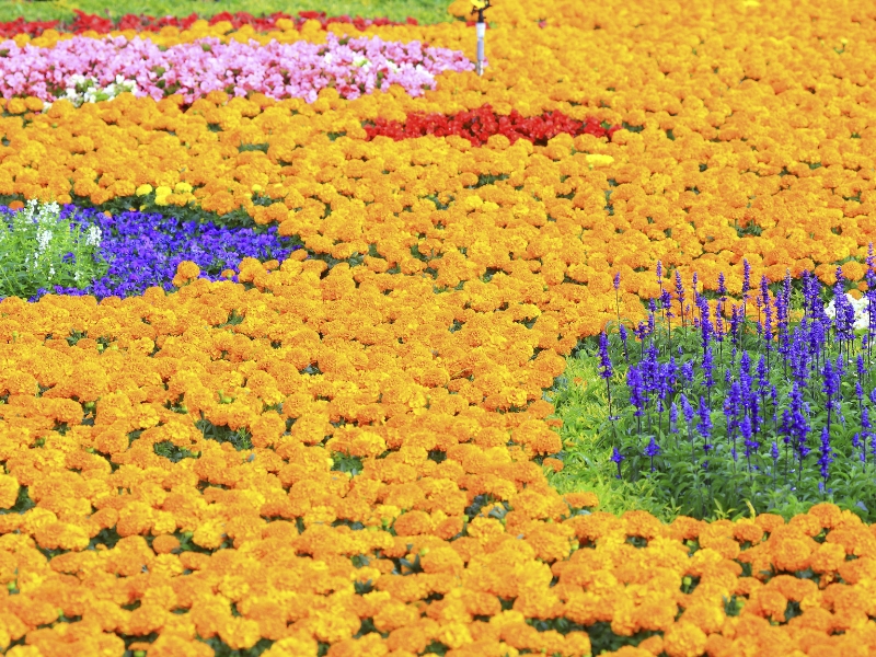 A carpet of flowers mostly yellow but also purple, red, green, and pink, at Xinshe Flower Carpet Festival