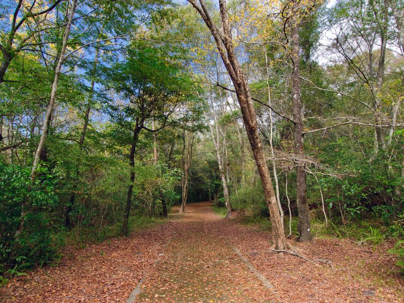 A trail through the forest with lots of leaves on the ground