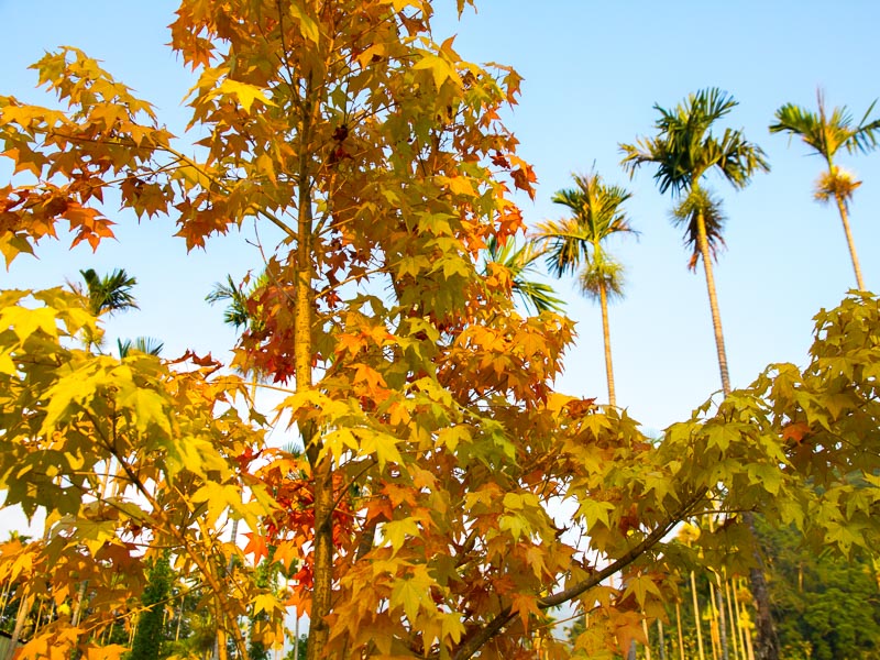 Yellow maple leaves with some palm trees in the background