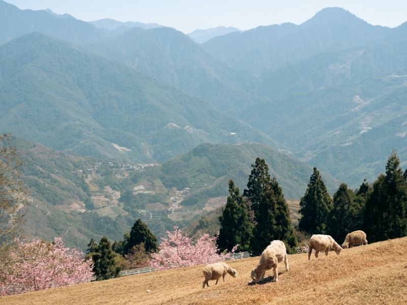 Some sheep on a hillside with cherry blossoms at the bottom and mountains beyond