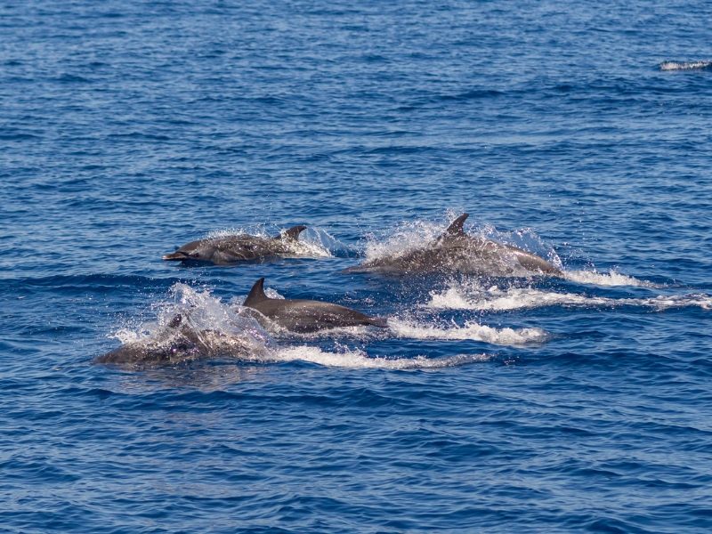 A group of dolphins swimming in the sea