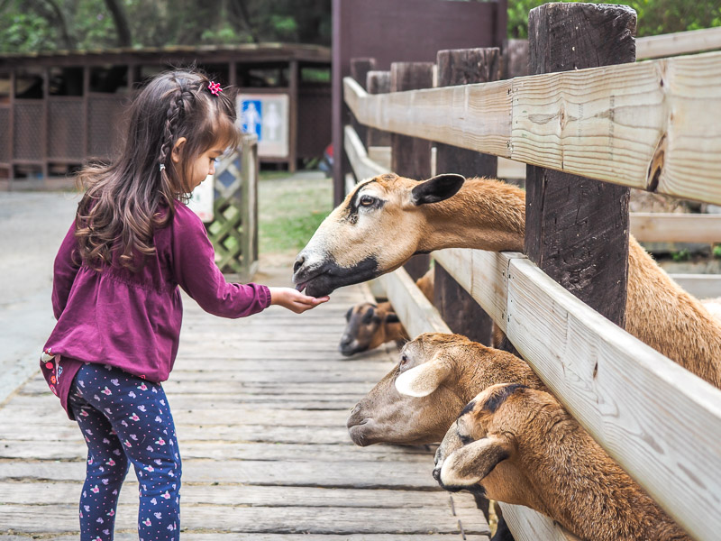 A young girl feeding some goats through a wooden fence on a farm