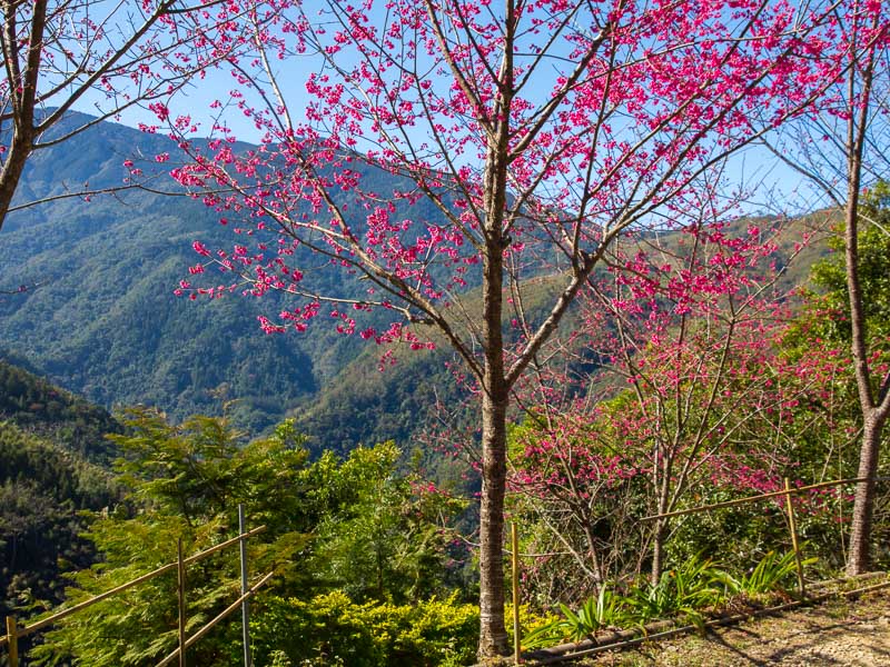 A cherry blossom tree with mountainous view behind it