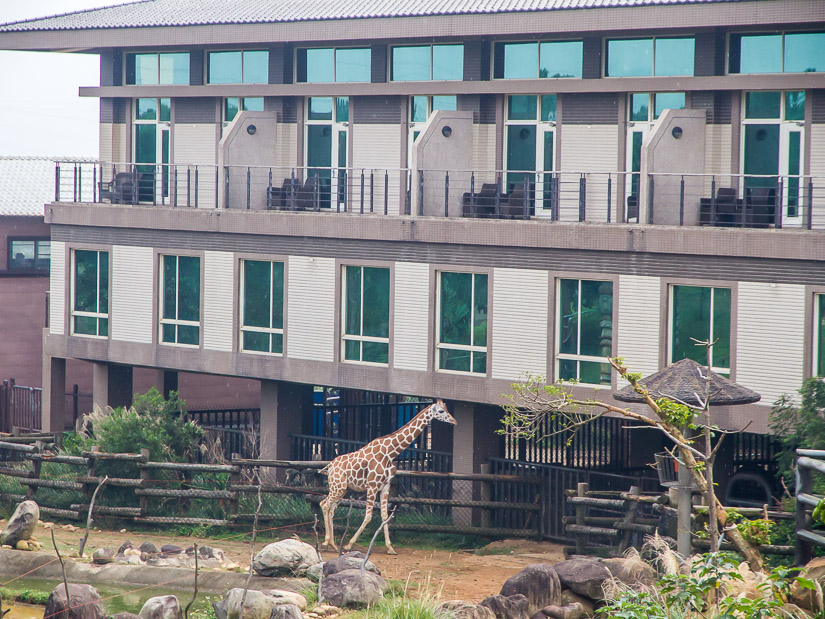 Hotel rooms overlooking an animal enclosure with a live giraffe in it