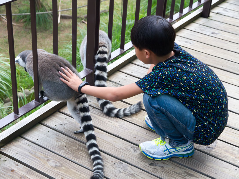 A boy bending down and petting a lemur on a balcony