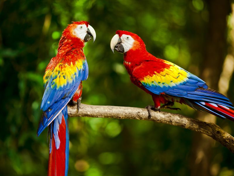 Two colorful macaws standing on a branch