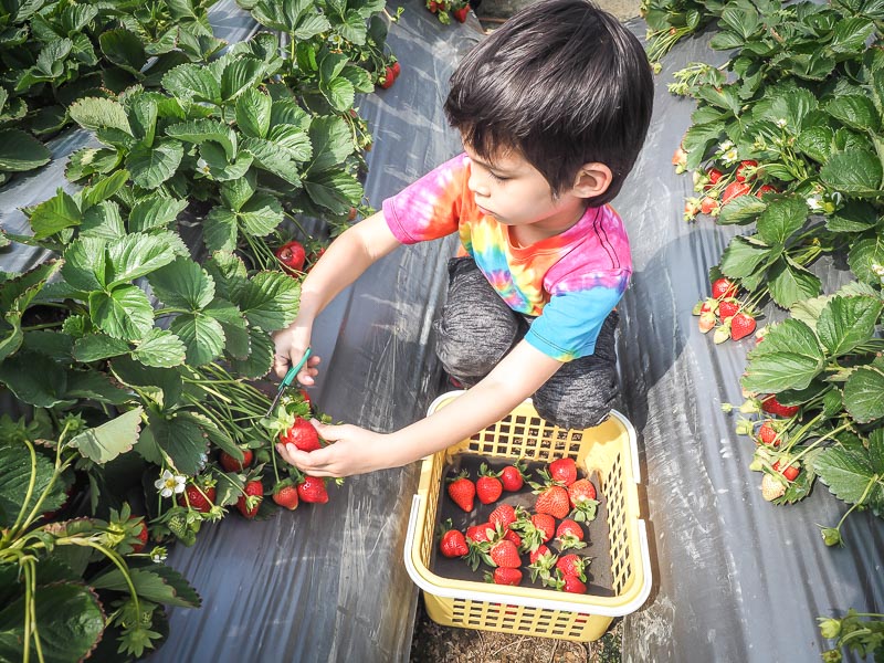 A boy kneeling down and harvesting a strawberry by cutting the stem with scissors