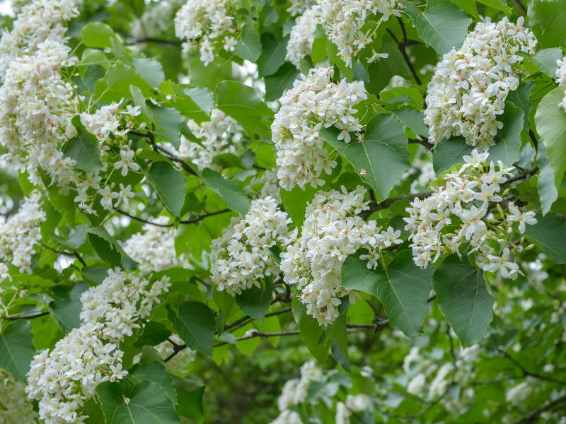 Clusters of white tung blossoms on a tree