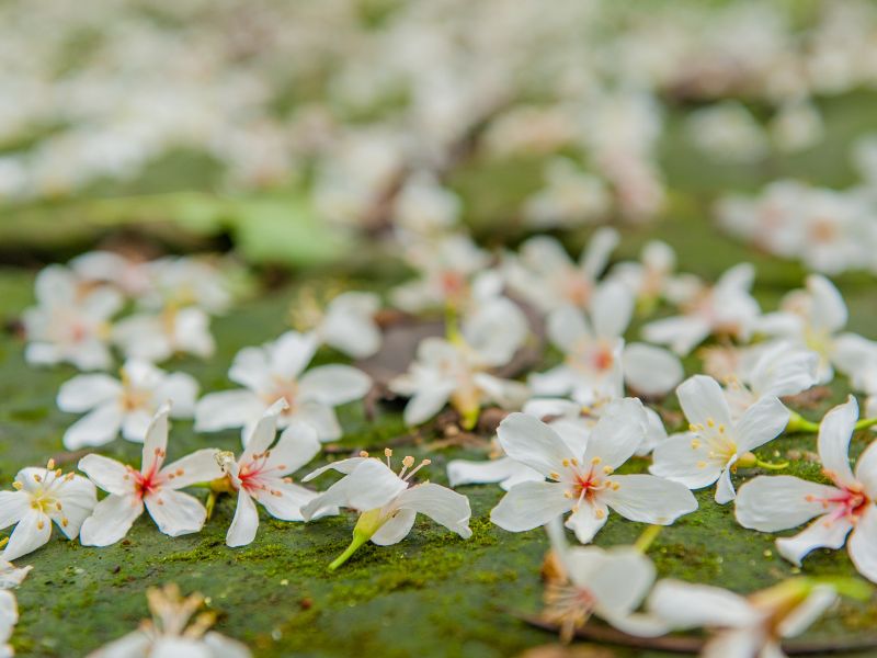 Freshly fallen tung blossom white flowers on the ground