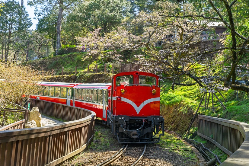 Cherry blossoms and the Alishan Forest Railway in April