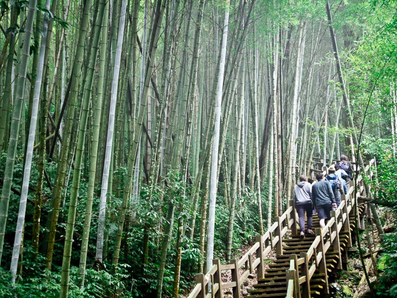 A group of hikers trekking up a wooden staircase through a bamboo forest in Taiwan