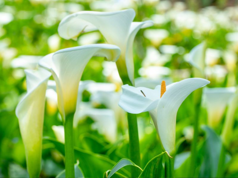 A sea of white calla lilies at Yangmingshan National Park in Taiwan