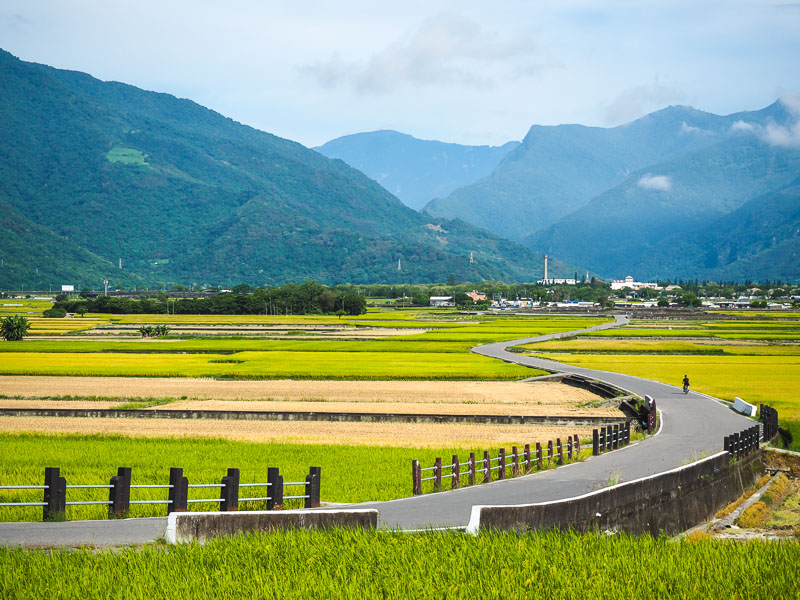 A person in the distance riding a bike down a road between rice paddies
