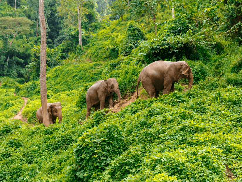 Elephants walking through lush jungle in Thailand
