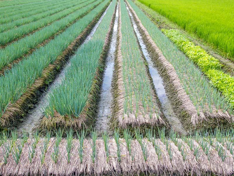 Rows of green onions with irrigation canals between them
