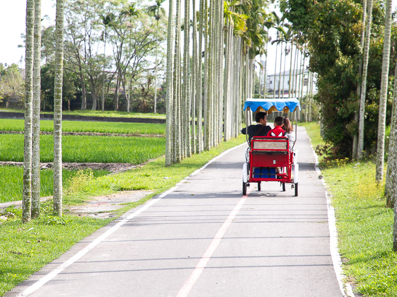 An electric family bicycle riding between rows of palm trees with rice paddies beside