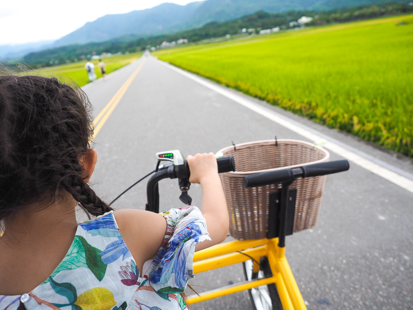 A kid cycling down a road past rice paddies, shot from my behind her head