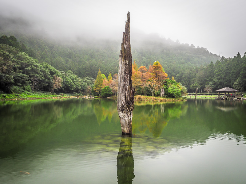 A giant tree stump sticking out of a pond, with misty mountains in the background