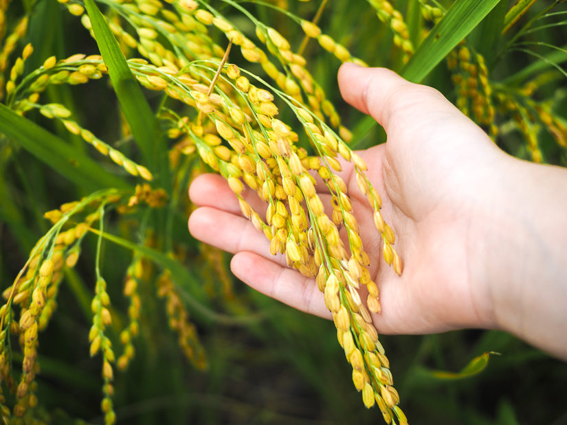 A hand holding some rice on the stalk in Taitung, Taiwan
