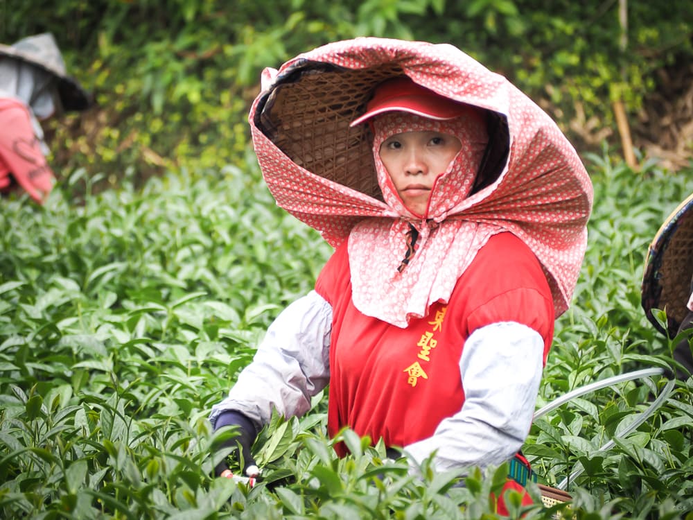 Tea picker on an Alishan high mountain tea farm