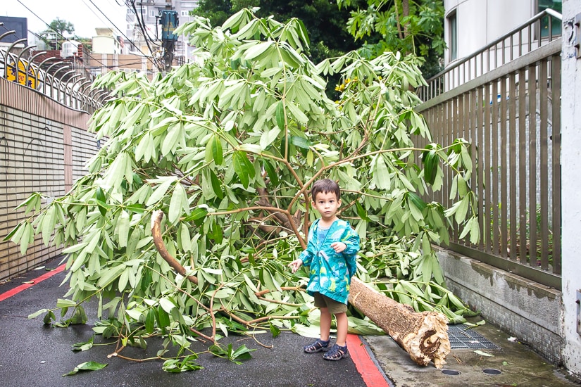 My son standing in front of a tree that fell over during Typhoon Megi in Taiwan in summer of 2016